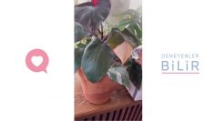 Özel: [ID: zVn1CyWbF1g] Youtube Automatic