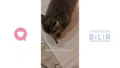 Özel: [ID: Grtx0IvWIsg] Youtube Automatic