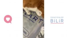 Özel: [ID: _sm6HcaL3Rk] Youtube Automatic